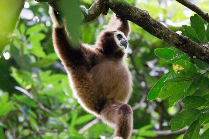 1 Day Ethical Jungle Trekking - Who Will Love This Tour?