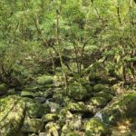 1 Day Jomon cedar Adventure - Why Choose This Tour?