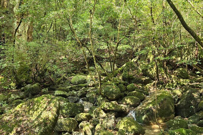 1 Day Jomon cedar Adventure - Why Choose This Tour?