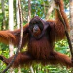 1 Day Orangutan Jungle Trek in Sumatra - Key Points