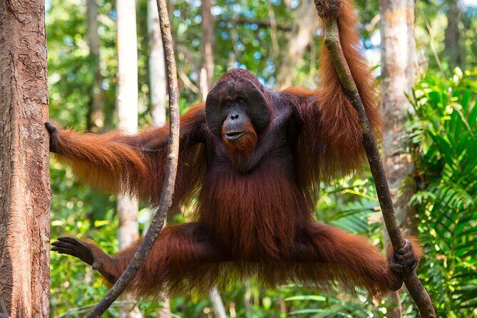 1 Day Orangutan Jungle Trek in Sumatra - Key Points