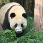 1-Day Panda Base and Mount Qingcheng Private tour from Chengdu - What Makes This Tour Stand Out?