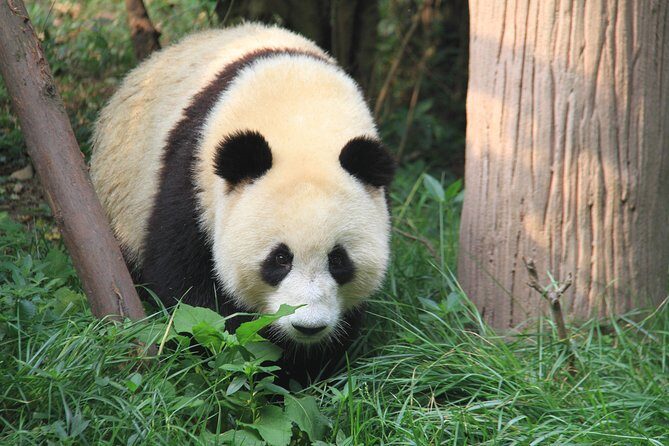 1-Day Panda Base and Mount Qingcheng Private tour from Chengdu - What Makes This Tour Stand Out?
