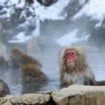 1-Day Private Snow Monkey ZenkoJi Temple & SakeTasting NaganoTour - Considerations and Potential Drawbacks
