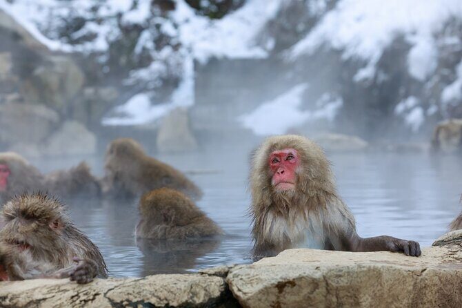 1-Day Private Snow Monkey ZenkoJi Temple & SakeTasting NaganoTour - Considerations and Potential Drawbacks