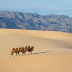 1 Day Semi-Gobi Tour Including Lunch And Free Camel +Bonus Khustai National Park - Authenticity and Practicalities