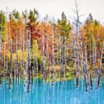 1 Day Tour from Sapporo Blue Pond and Hills of Seasonal Colors - Transportation and Group Size