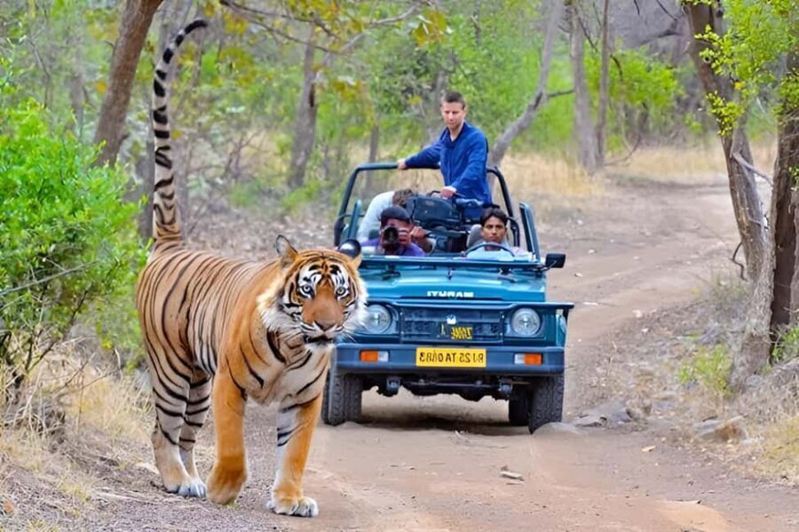 10 Days Rajasthan & Golden Triangle with Tiger Safari Tour - Why This Tour Offers Good Value