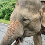 10 Nights 11 Days Sri Lanka, All Inclusive Private Guided Tour - Final Thoughts