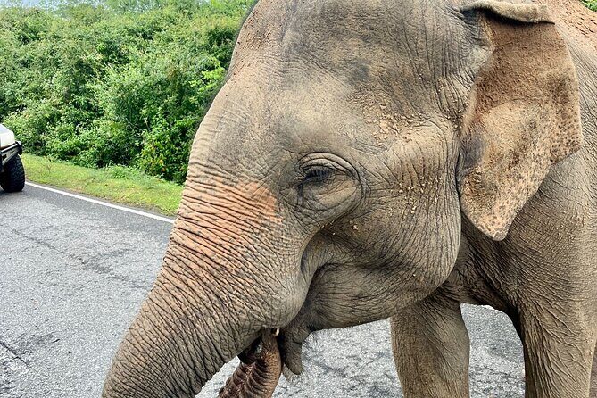 10 Nights 11 Days Sri Lanka, All Inclusive Private Guided Tour - Final Thoughts