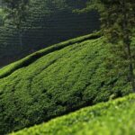 12 Days Private Escape Tour- Best of Sri Lanka - What This Tour Means for You