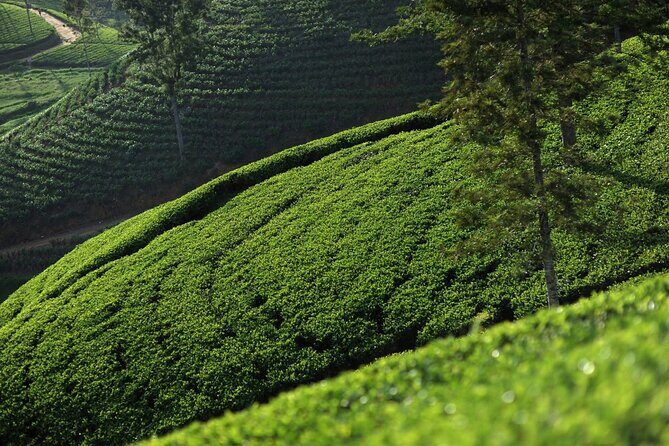 12 Days Private Escape Tour- Best of Sri Lanka - What This Tour Means for You