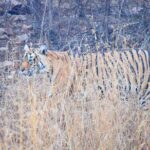 12-Days - Splendors of Golden Triangle & Rajasthan - Transportation and Logistics