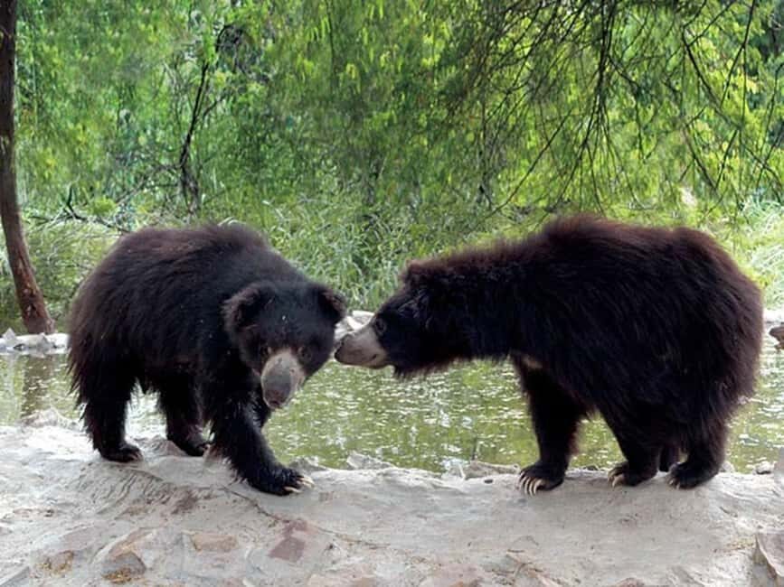 2-Day Delhi Tour with Wildlife SOS Elephant/Bear Sanctuary - Day 1: A Heritage Tour through Delhi’s Iconic Landmarks