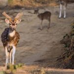 2-Day Jungle Safari: Pune to Jim Corbett by Air via Delhi - Why This Tour Offers Good Value