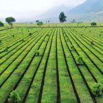 2-Day Motorbike Tour to Mu Cang Chai Loop from Sapa - Exploring the Itinerary: What Makes This Tour Special