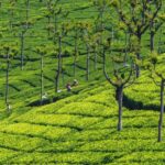 2-Day Ooty and Coonoor Sightseeing Tour - What Makes This Tour Stand Out?