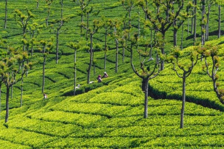 2-Day Ooty and Coonoor Sightseeing Tour - What Makes This Tour Stand Out?