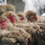 2-Day Snow Monkey Tour: Nagano to Takayama via Matsumoto - Frequently Asked Questions