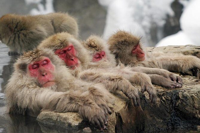 2-Day Snow Monkey Tour: Nagano to Takayama via Matsumoto - Frequently Asked Questions