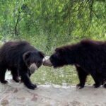 2-Day Tour: Taj Mahal & Wildlife SOS Elephant/Bear Sanctuary - The Wildlife SOS Elephant & Bear Sanctuary: Conservation in Action