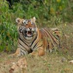2-Day Wildlife Safari to Ranthambore & Sariska from Delhi - Final Thoughts