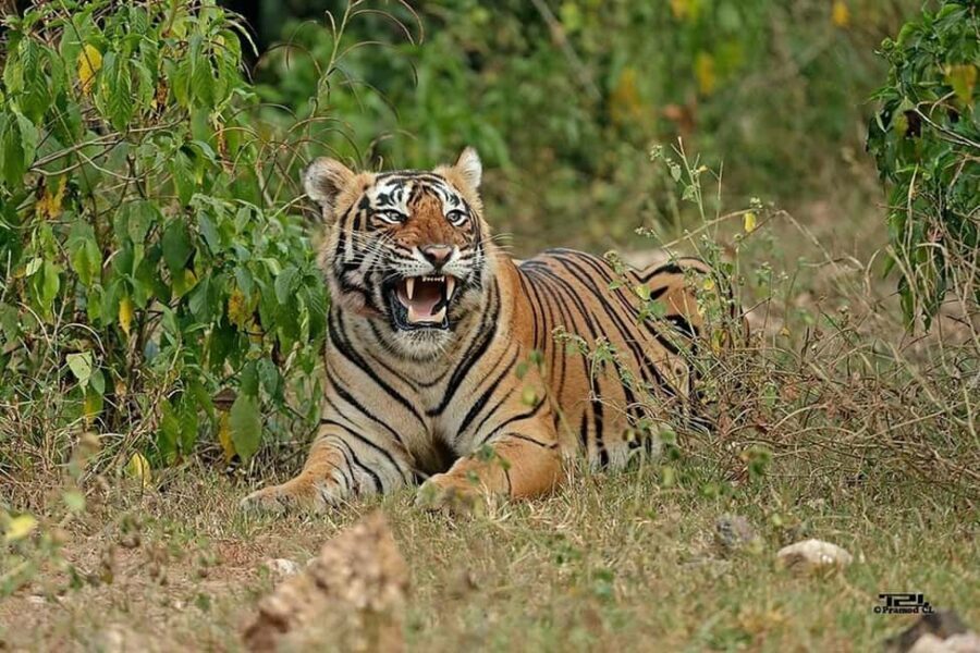 2-Day Wildlife Safari to Ranthambore & Sariska from Delhi - Final Thoughts