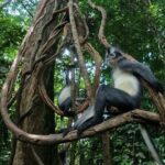 2 Days 1 Night in THE JUNGLE Mount Leuser ( See ORANGUTAN) - Authenticity and Genuine Encounters