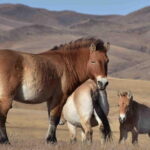 2 Days Hustai National Park and Nomadic homestay tour - Day 2: A Morning in the Wilderness and Return to Ulaanbaatar