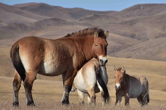 2 Days Hustai National Park and Nomadic homestay tour - Day 2: A Morning in the Wilderness and Return to Ulaanbaatar