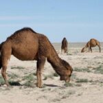 2 Days Private Tour To Aral Sea from Nukus. - Transportation and Practicalities