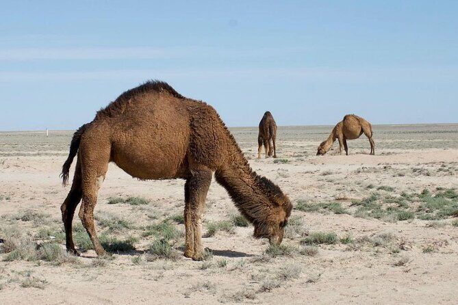 2 Days Private Tour To Aral Sea from Nukus. - Transportation and Practicalities