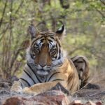 2 Days Ranthambore Wildlife Private Tour from Jaipur - FAQs