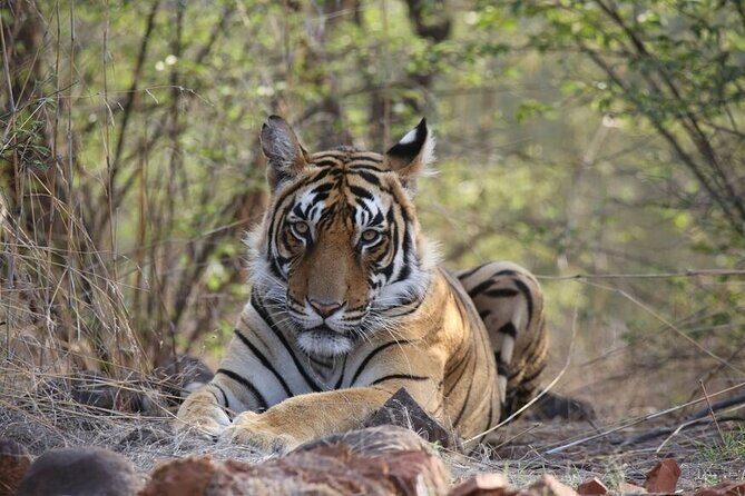 2 Days Ranthambore Wildlife Private Tour from Jaipur - FAQs