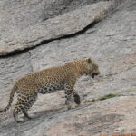 2 Days Safari Tour in Jawai and Jodphur - Practical Details and Traveler Tips