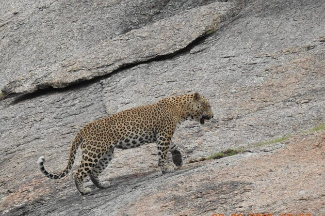 2 Days Safari Tour in Jawai and Jodphur - Practical Details and Traveler Tips
