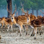 2 Days Sundarban Mangroves Tour from Kolkata - Practical details and considerations