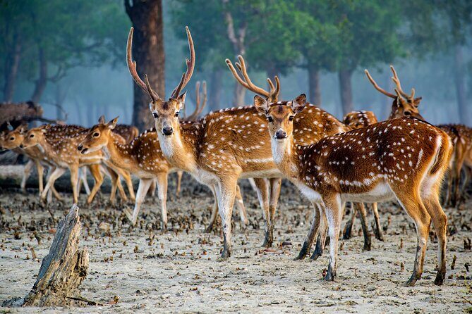 2 Days Sundarban Mangroves Tour from Kolkata - Practical details and considerations