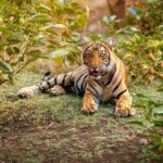 2-Days Wilderness Escape to Pench National Park from Nagpur - Possible Considerations