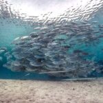 (2 Dives) Discover Scuba Diving Kota Kinabalu - Real Traveler Insights and Experiences