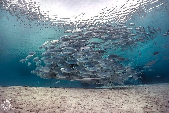 (2 Dives) Discover Scuba Diving Kota Kinabalu - Real Traveler Insights and Experiences