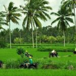 2 hour Bali ATV Ride Ubud waterfall jungle and rice fild track - The Sum Up