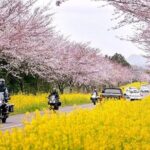 2025 Cherry Blossom East Day Tour in Jeju with UNESCO - Who Should Book This Tour?