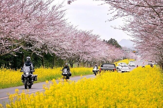 2025 Cherry Blossom East Day Tour in Jeju with UNESCO - Who Should Book This Tour?