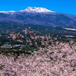 2025 JEJU Cherry Blossom West&South Full Day Tour with UNESCO - Why This Tour Works So Well