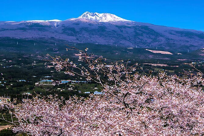 2025 JEJU Cherry Blossom West&South Full Day Tour with UNESCO - Why This Tour Works So Well