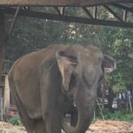 3-Day Chitwan Jungle Safari from Kathmandu  All-Inclusive Tour - What Past Travelers Say