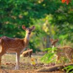 3- Day Jim Corbett National Park Tour - What the Tour Offers in Practical Terms
