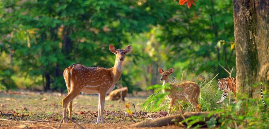 3- Day Jim Corbett National Park Tour - What the Tour Offers in Practical Terms