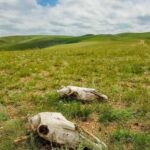 3 day Khar khorum budget tour Central Mongolia - Discovering Central Mongolia: A Deep Dive into the 3-Day Experience